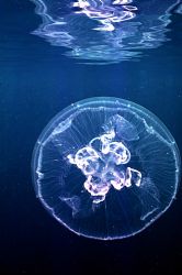 'LATE AFTERNOON JELLY' Housed Nikon F; 55mm auto-micro Ni... by Rick Tegeler 
